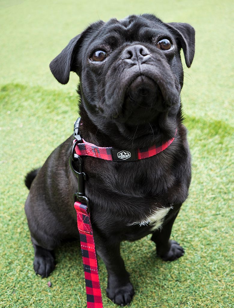 Checkered Dog Collar